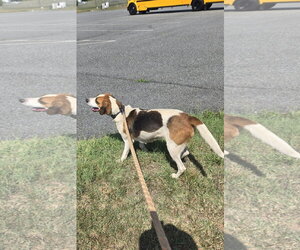 Loretta: Not At shelter (Wendy) - Female Mutt Dog for Adoption - Photo #6