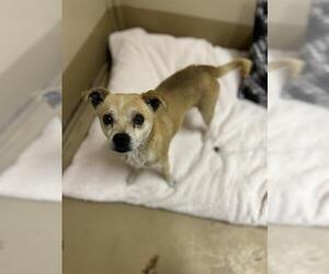 Chihuahua-Unknown Mix Dogs for adoption in Chula Vista, CA, USA