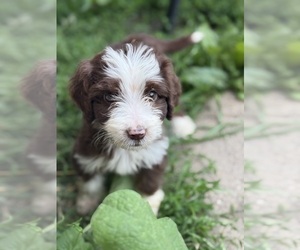 Aussiedoodle Miniature Puppy for sale in WOODSTOCK, IL, USA