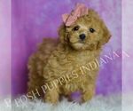 Small #4 Poodle (Toy)
