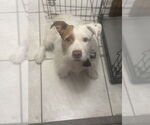 Small #2 American Staffordshire Terrier Mix