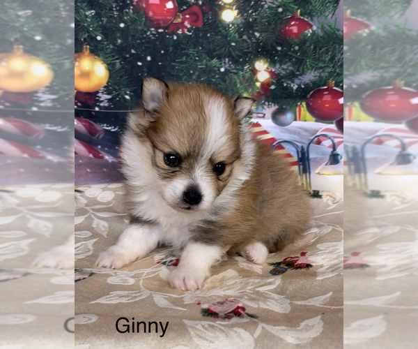 Medium Photo #9 Pomeranian Puppy For Sale in AZLE, TX, USA