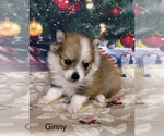 Small Photo #9 Pomeranian Puppy For Sale in AZLE, TX, USA