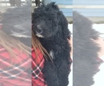 Small Photo #4 Bernedoodle Puppy For Sale in ELK, WA, USA