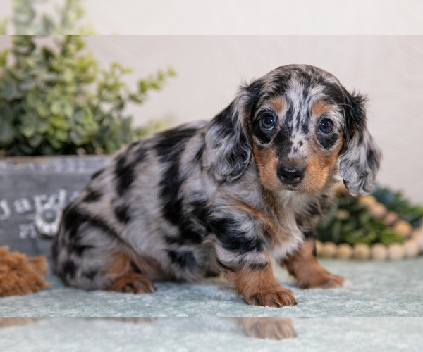 Medium Photo #3 Dachshund Puppy For Sale in NAPPANEE, IN, USA