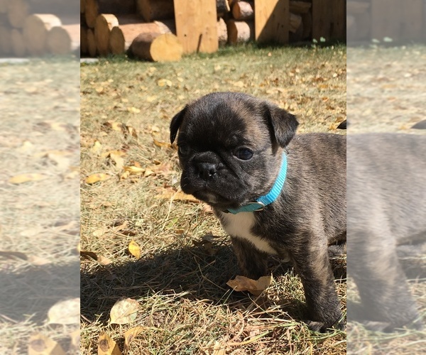 Medium Photo #15 Buggs Puppy For Sale in AFTON, WY, USA