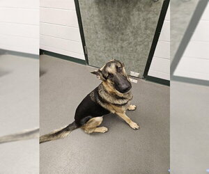 German Shepherd Dog Dogs for adoption in Corpus Christi, TX, USA