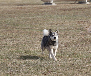 Norwegian Elkhound Puppy for sale in SHILOH, OH, USA