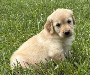 Golden Retriever Puppy for sale in CUB RUN, KY, USA