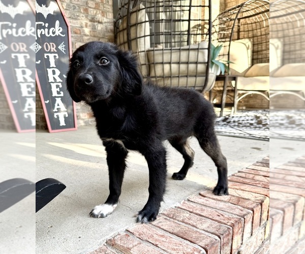 Medium Photo #4 Golden Shepherd Puppy For Sale in GREENFIELD, IN, USA