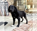 Small #3 Golden Shepherd