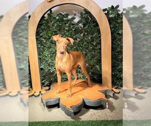Miniature Pinscher Dogs for adoption in Globe, AZ, USA