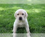 Puppy Oscar Labrador Retriever