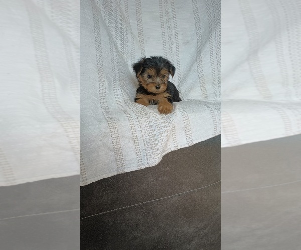 Medium Photo #3 Yorkshire Terrier Puppy For Sale in BENSON, NC, USA