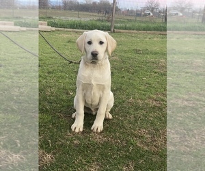 Labrador Retriever Puppy for sale in GERBER, CA, USA
