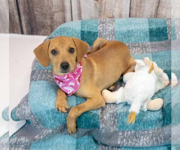 Medium Photo #4 Beagle-Retriever  Mix Puppy For Sale in Kennesaw, GA, USA