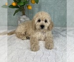 Small #3 Cavapoo