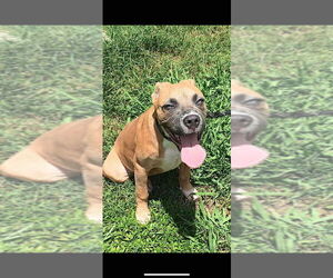 American Pit Bull Terrier-American Staffordshire Terrier Mix Dogs for adoption in Wenonah, NJ, USA