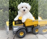 Fritz - Male Maltese Puppy for Sale - Photo #3