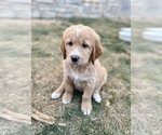 Puppy 4 Golden Retriever-Treeing Walker Coonhound Mix