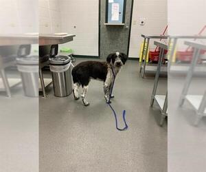 Poodle (Standard)-Unknown Mix Dogs for adoption in Corpus Christi, TX, USA