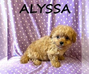 Cock-A-Poo Puppy for sale in HARTLAND, MN, USA