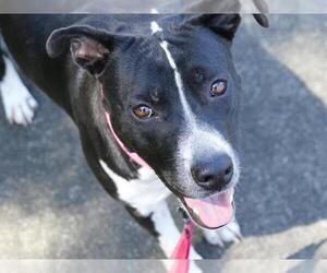 American Pit Bull Terrier-Unknown Mix Dogs for adoption in Tallahassee, FL, USA
