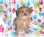Small Photo #1 Cavapoo-Poodle (Miniature) Mix Puppy For Sale in ORO VALLEY, AZ, USA