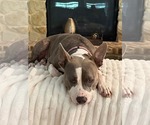 Small #1 Mutt