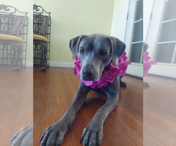 Medium Photo #5 Great Dane-Weimaraner Mix Puppy For Sale in Lake Elsinore, CA, USA