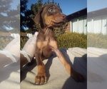 Small Photo #11 Doberman Pinscher Puppy For Sale in PASCO, WA, USA