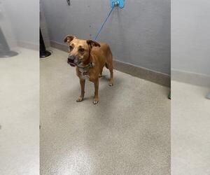 Mutt Dogs for adoption in Las Vegas, NV, USA