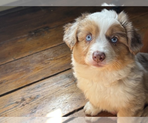 Medium Photo #1 Aussie-Corgi Puppy For Sale in ESPERANCE, NY, USA