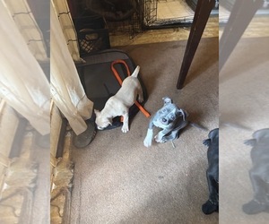American Bully Puppy for sale in DECATUR, GA, USA