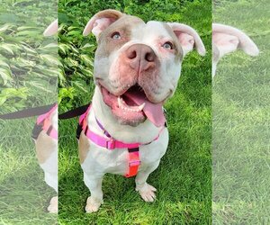 Bullypit Dogs for adoption in Clarkston, MI, USA