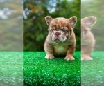 Small #2 French Bulldog