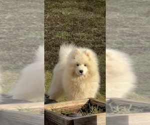 Samoyed Puppy for sale in FORNEY, TX, USA