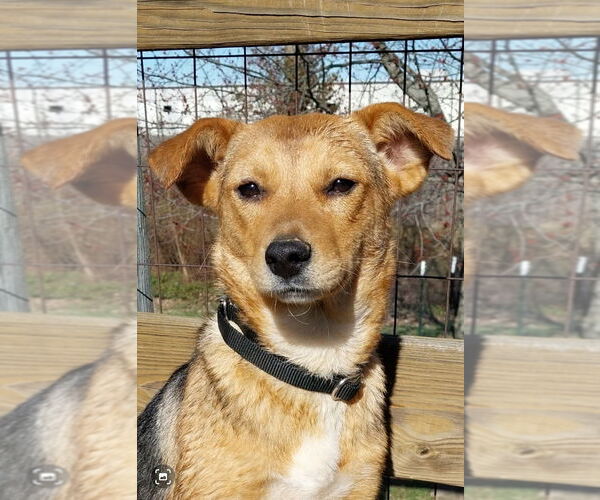 Medium Photo #6 Beagle-Unknown Mix Puppy For Sale in Aurora, IN, USA