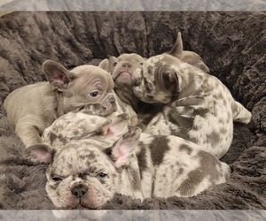 French Bulldog Puppy for sale in HILLTOP MALL, CA, USA