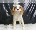 Puppy Tabbie UABR Cavalier King Charles Spaniel