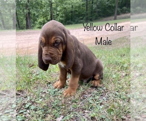 Medium Photo #5 Bloodhound Puppy For Sale in WARRIOR, AL, USA