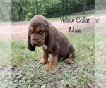 Small Photo #5 Bloodhound Puppy For Sale in WARRIOR, AL, USA