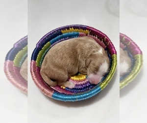 Aussiedoodle Miniature  Puppy for sale in OAK PARK, IL, USA