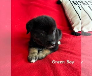 Medium Gerberian Shepsky