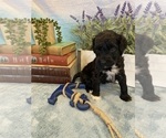 Small Photo #14 Portuguese Water Dog Puppy For Sale in FRANKLIN, TN, USA