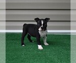 Small Photo #7 Boston Terrier Puppy For Sale in MACON, GA, USA