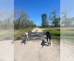 Small #1 Great Dane-Labrador Retriever Mix