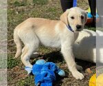 Small Photo #4 Labrador Retriever-Unknown Mix Puppy For Sale in Yardley, PA, USA