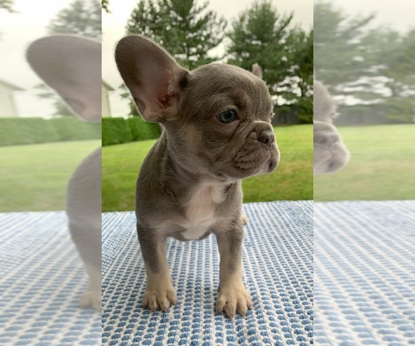 Medium Photo #18 French Bulldog Puppy For Sale in BREMEN, IN, USA