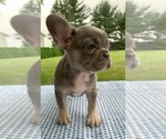 Small Photo #18 French Bulldog Puppy For Sale in BREMEN, IN, USA